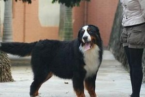 如何科学喂养你的伯恩山犬（宠物健康从饮食开始，学会以伯恩山犬的喂养方法）