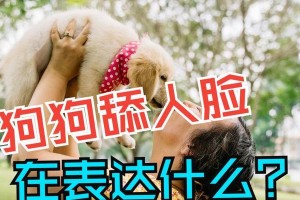 狗狗为什么喜欢舔人？（探索狗狗舔人的原因与意义）