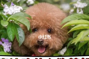 如何科学合理地喂养泰迪犬（以泰迪的饮食需求为中心，打造健康营养的餐桌）