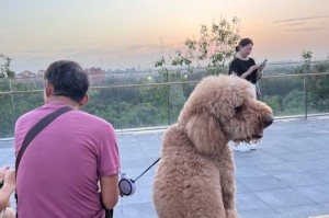 狗的毛发之谜（探索狗为何拥有毛发的原因）