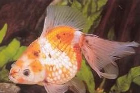 红白珍珠鳞的饲养方法（打造清澈的水质，提供高质量饲料，做好水草配置）