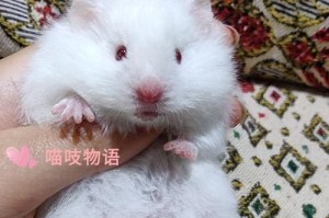 打造健康快乐的宠物生活（打造健康快乐的宠物生活）