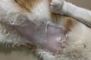 猫咪剃短多久能长出来？（探究猫咪毛发生长周期及恢复时间）