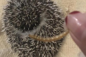 非洲迷你刺猬的饲养指南（如何正确地照顾你的迷你刺猬）