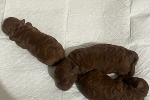 泰迪犬两三个月的饮食指南（了解泰迪犬幼犬期的营养需求与饮食建议）