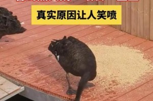 以锦鲤喂食吃什么？（科学饲养锦鲤的必备食物指南）