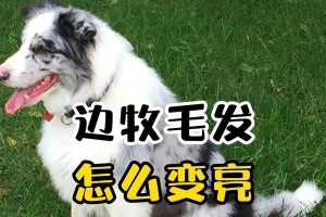 边牧根部毛发发红的原因探析（探究边牧根部毛发为什么会呈现发红的现象）
