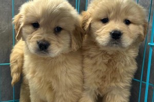 金毛幼犬应该使用哪些药物？（了解金毛幼犬的药物需求，让它们健康成长）