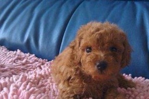 泰迪犬为何会呕吐？（探究泰迪犬呕吐的原因及预防方法）
