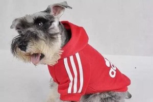 如何为宠物穿衣服（给狗狗穿衣服的技巧及注意事项）