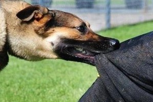 如何判断一只流浪狗是否患有狂犬病（来野狗的征兆与狂犬病的相关知识）