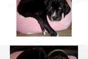 金毛黑点犬，爱宠的多彩选择（探讨金毛的品种、特征和饲养方法）