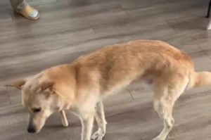 揭秘狗身上的虫子（了解狗身上的常见寄生虫种类，从而更好地保护你的爱宠）