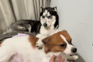 探究狗狗拉鲜血的原因（了解狗狗拉鲜血的症状与处理方法）
