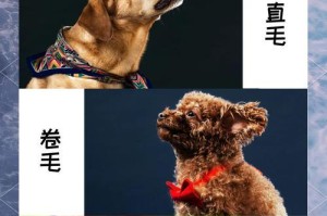 贵宾犬的理毛频率与注意事项（定期修剪贵宾犬的毛发，让你的宠物更加舒适和健康）