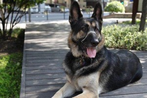 如何饲养一只健康的巴色特犬？（掌握这些关键方法，让巴色特犬成为您的忠实伙伴！）