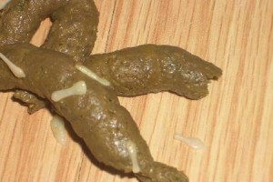 一起了解正常狗狗的粪便（了解正常狗狗粪便的颜色、形状和气味）