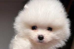 揭秘神秘狗种——柯基犬（探寻柯基犬的起源、特点与魅力）