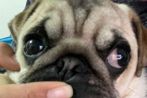 黑色狗皮肤的原因及相关知识解析（为何某些狗的皮肤呈现黑色？黑色狗皮肤的种类和特征）