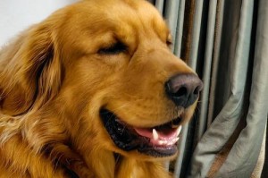 狗狗喜欢咬鞋子的原因（探索背后的原因及应对措施）