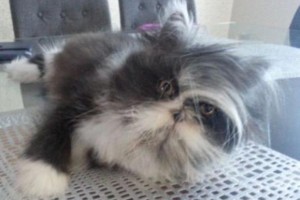 以毛长的猫——迷人的毛发之美（探索长毛猫种类和特点，展示它们独特的魅力）