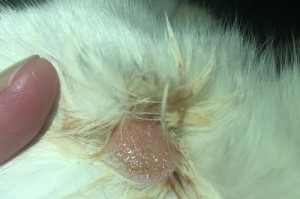 猫咪得了皮肤病？别慌，教你如何治疗！（猫咪皮肤病的症状、病因及治疗方法）
