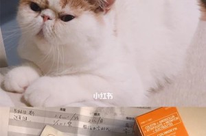 解决猫咪拉黑便便问题的药物及方法（了解猫咪拉黑便便的原因及治疗方法）