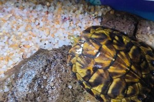 龙与鱼（探寻龙鱼共养的奥秘，打造别样水族乐园）