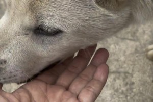 贵州下司犬价格表一览（全面了解贵州下司犬的价格及相关信息）