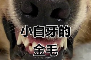 小金毛的牙齿生长过程（了解小金毛牙齿生长的时间和注意事项）