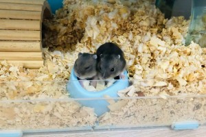 母仓鼠怀孕了该如何科学喂养？（从饮食到营养全方位照顾，打造健康宝宝！）