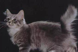 卡尔特猫的饲养指南（了解这些饲养技巧，让你的卡尔特猫健康成长）