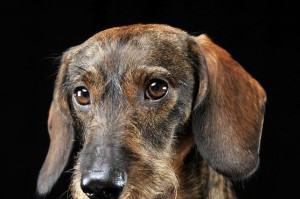 腊肠犬的卷耳之谜（揭开腊肠犬耳朵卷曲的原因与特点）