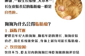 揭秘泰迪脂肪瘤的特征与治疗（探索泰迪脂肪瘤的形态特点与治疗方法）