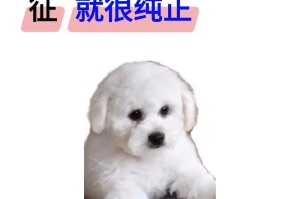 了解六个月大比熊的特征和需求（探索六个月大比熊的发展阶段及护理技巧）