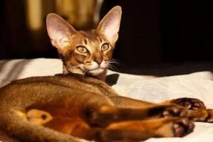 养护健康的阿比西尼亚猫（以爱宠如子的态度，细心呵护）
