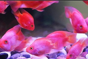 鹦鹉鱼的饲养全攻略（鹦鹉鱼的种类、水质要求、饲料选择、繁殖技巧、疾病防治）