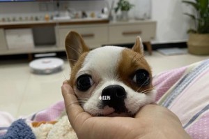 吉娃娃吃零食好不好？（以宠物为主，我们需要了解什么？）
