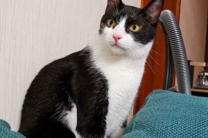 中华田园猫怎么吃才能胖？（宠物喂养指南，让你的猫咪健康增重）
