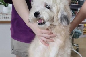 狗狗嘴巴里有一颗东西的原因（探索为什么狗狗会有异物进入嘴巴）