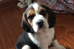 为什么比格犬眼睛红肿？（犬眼疾病分析及治疗方法。）