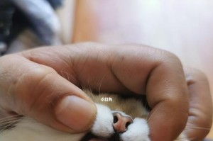 宝贝猫换牙的那些事（了解猫咪的换牙过程，为它们提供最佳护理）