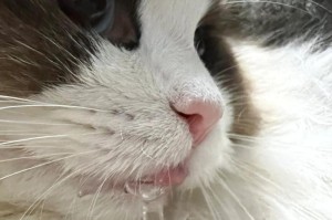 揭秘猫杯状病毒的形态与特征（探索猫杯状病毒的微观结构及致病机制）