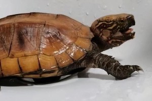 选择适合养的乌龟品种（养乌龟前需要了解的关键信息）