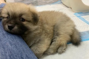 土狗（探索土狗的起源和特点，了解其在乡村生活中的重要作用）