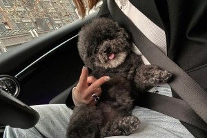 黑珍珠狗狗（黑珍珠狗狗的起源、特点以及饲养技巧）