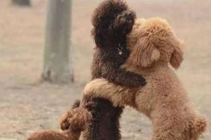 金毛犬留狗的最佳时机（了解金毛犬适合留狗的年龄和条件）