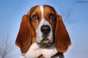 比格和巴吉度犬（探索比格和巴吉度犬的外貌、性格和用途）