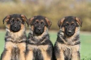 德国牧羊犬虽好，但这6点也很“可怕”（揭秘德国牧羊犬的不为人知的一面）