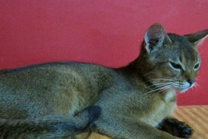 养护阿比西尼亚猫（了解它们的需求，让它们快乐健康）